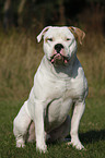 American Bulldog Rde