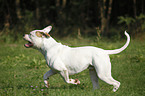 American Bulldog Rde