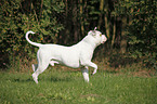 American Bulldog Rde