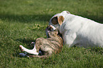 American Bulldogs