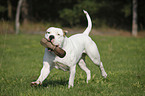 American Bulldog Rde