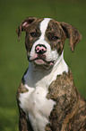 Amerikanische Bulldogge