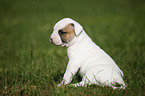 Amerikanische Bulldogge Welpe