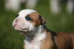 Amerikanische Bulldogge Welpe