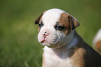 Amerikanische Bulldogge Welpe