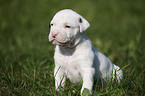 Amerikanische Bulldogge Welpe