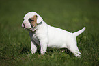 Amerikanische Bulldogge Welpe