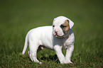 Amerikanische Bulldogge Welpe