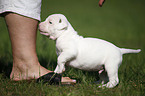 Amerikanische Bulldogge Welpe