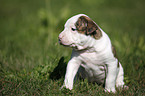 Amerikanische Bulldogge Welpe