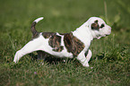 Amerikanische Bulldogge Welpe