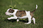 Amerikanische Bulldogge Welpe