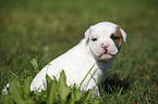 Amerikanische Bulldogge Welpe