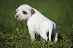 Amerikanische Bulldogge Welpe