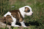 Amerikanische Bulldogge Welpe