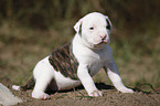 Amerikanische Bulldogge Welpe