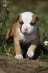 Amerikanische Bulldogge Welpe