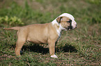 Amerikanische Bulldogge Welpe