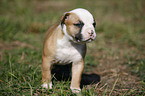 Amerikanische Bulldogge Welpe