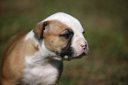 Amerikanische Bulldogge Welpe