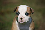 Amerikanische Bulldogge Welpe