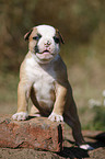 Amerikanische Bulldogge Welpe