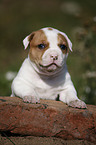 Amerikanische Bulldogge Welpe