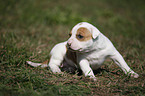 Amerikanische Bulldogge Welpe