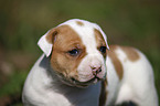 Amerikanische Bulldogge Welpe