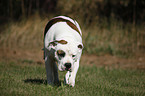 Amerikanische Bulldogge Hndin