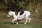 Amerikanische Bulldogge Hndin