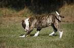 junge Amerikanische Bulldogge