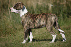 junge Amerikanische Bulldogge