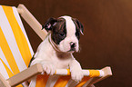 American Bulldog Welpe
