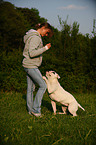 American Bulldog zeigt Trick