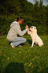 American Bulldog zeigt Trick