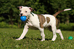 American Bulldog Welpe