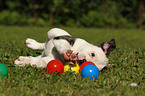 American Bulldog Welpe