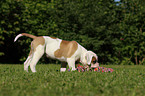 American Bulldog Welpe