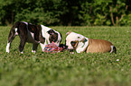 American Bulldog Welpen