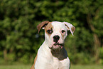 junger American Bulldog
