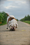 spielender American Bulldog