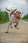 spielender American Bulldog