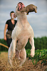 spielender American Bulldog