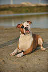 American Bulldog