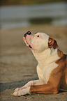 American Bulldog