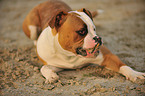 American Bulldog