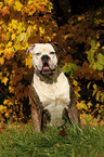 American Bulldog