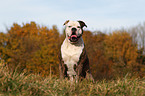 American Bulldog