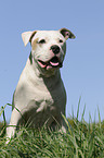 sitzender American Bulldog